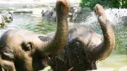 Berliner Zoo: Tiere genießen Eisbomben und Duschen bei 33 Grad