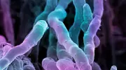 Überraschende Antibiotika-Entdeckung in altem Bodenbakterium
