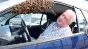 Bienenschwarm überfällt Kleinwagen in Holland: 5.000 Bienen besetzen Auto