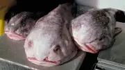 Blobfisch: Darum sieht das hässlichste Tier der Welt eigentlich ganz anders aus