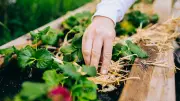 Blütenpracht mit Mehrwert: So helfen Blumen im Gemüsebeet