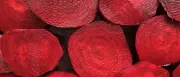 Blutdruck senken mit Rote-Bete-Saft und Kaugummi: Studie
