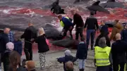 Blutige Tradition: Hunderte Wale auf Färöer-Inseln getötet