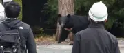 Bär in Japan gelingt nach Angriff spektakuläre Flucht