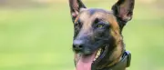 Brandenburger Diensthundeausbilder wegen Tierquälerei verurteilt