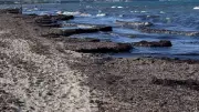 Braune Schwemme am Mallorca-Strand: Seegras belästigt Touristen