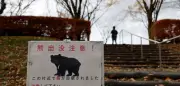 Bärenalarm in Japan: Schulen in Utsunomiya geschlossen