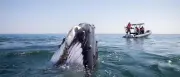 Buckelwal-Dame schwimmt ungewöhnlich weit von Oman nach Indien