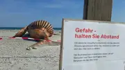 Buckelwal-Obduktion in Dänemark: Schaulustige können zusehen