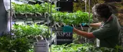 Cannabis-Messe Mary Jane in Berlin mit 700 Ausstellern eröffnet