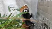 China schenkt Taiwan zwei Rote Pandas – erster Tier-Austausch seit zehn Jahren