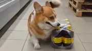 Corgi Marty klaut Softdrink im Supermarkt und wird viral