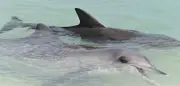 Delfinweibchen erkennen aggressive Männchen und meiden sie bei der Paarung