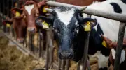 Dänemark besteuert Kühe fürs Klima: Was Deutschland lernen kann