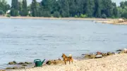 Drei Badetote im Rhein bei Biblis geborgen – Zwei Nichtschwimmer
