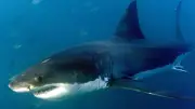 Dritter Haiangriff in einem Monat: Taucher in Australien stirbt nach Biss