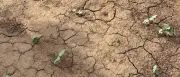 Dürre und Hunger: Afrikas Bauern kämpfen ums Überleben