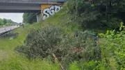 Dynamo-Chaoten fällen Bäume für bessere Sicht auf Graffiti an Autobahnbrücke