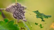 Eichenprozessionsspinner im Großen Garten: Nester werden entfernt