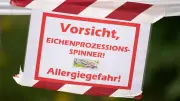 Eichenprozessionsspinner in Berlin: Aktuelle Lage in Friedrichshain-Kreuzberg
