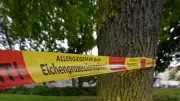 Eichenprozessionsspinner in Berlin: Kosten explodieren, Krisentreffen enttäuscht