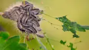 Eichenprozessionsspinner: Nester im Großen Garten werden entfernt