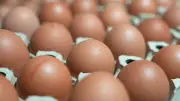 Eier-Betrüger in Vechta zu zwei Jahren Haft verurteilt