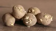 Einfacher Trick mit Äpfeln stoppt Keime an Kartoffeln