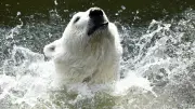Eisbomben und Duschen: So kühlt der Berliner Zoo seine Tiere bei 40 Grad