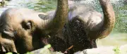 Eisbomben und Wasserduschen: So erfrischen sich Berlins Zootiere