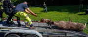 Elch in Osloer Innenstadt aus Tierwohlsgründen abgeschossen