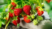 Erdbeeren auf dem Balkon anbauen: So gelingt der Sommergenuss