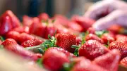 Erdbeeren kaufen: So finden Sie die besten und frischesten Früchte
