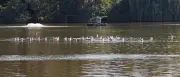 Erneut hunderte tote Fische im Schäfersee nach Starkregen