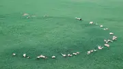 Erste Weltkarte zeigt gigantisches Pilznetzwerk im Boden