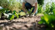 Falscher Standort im Garten: Warum Pflanzen trotz Pflege verkümmern