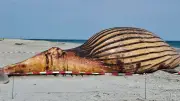 Öffentliche Obduktion des Buckelwals auf Anholt: „Das wird heftig“