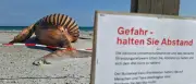 Öffentliche Obduktion von Buckelwal „Timmy“ startet am Strand von Anholt