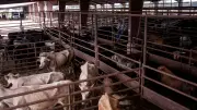 Fleischfressender Parasit bedroht US-Viehwirtschaft in Milliardenhöhe