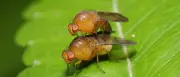 Fruchtfliegen-Spermien: Kristalline Ordnung in winzigen Hoden