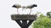 Geier frisst Storchen-Nachwuchs in Niedersachsen
