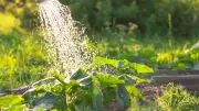 Gießfehler bei Zucchini: Diese 5 Fehler ruinieren Ihre Ernte
