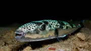 Giftiger Kugelfisch in Griechenland: Rotes Kreuz warnt Urlauber
