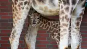 Giraffenjunges im Tierpark Berlin heißt jetzt Linus wie GNTM-Model