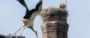 Gänsegeier attackiert erneut Storchennest in Niedersachsen – drei Jungtiere getötet