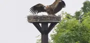 Gänsegeier in Deutschland: Dutzende Sichtungen und seltener Angriff auf Storchennest