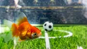 Goldfisch-Orakel Swimbappé tippt gegen Deutschland