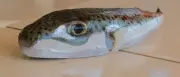 Griechenland: Fangprämie für giftigen Hasenkopf-Kugelfisch im Mittelmeer