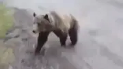 Grizzly überrascht Frau bei Gassi-Runde in Kanada