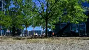 Grüne fordern sofortigen Baumfäll-Stopp in Berlin nach Hitzewelle